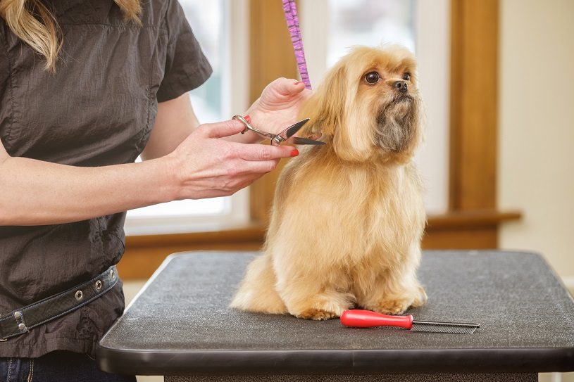 Tondeuse électrique pour chien : comment faire le bon achat ?
